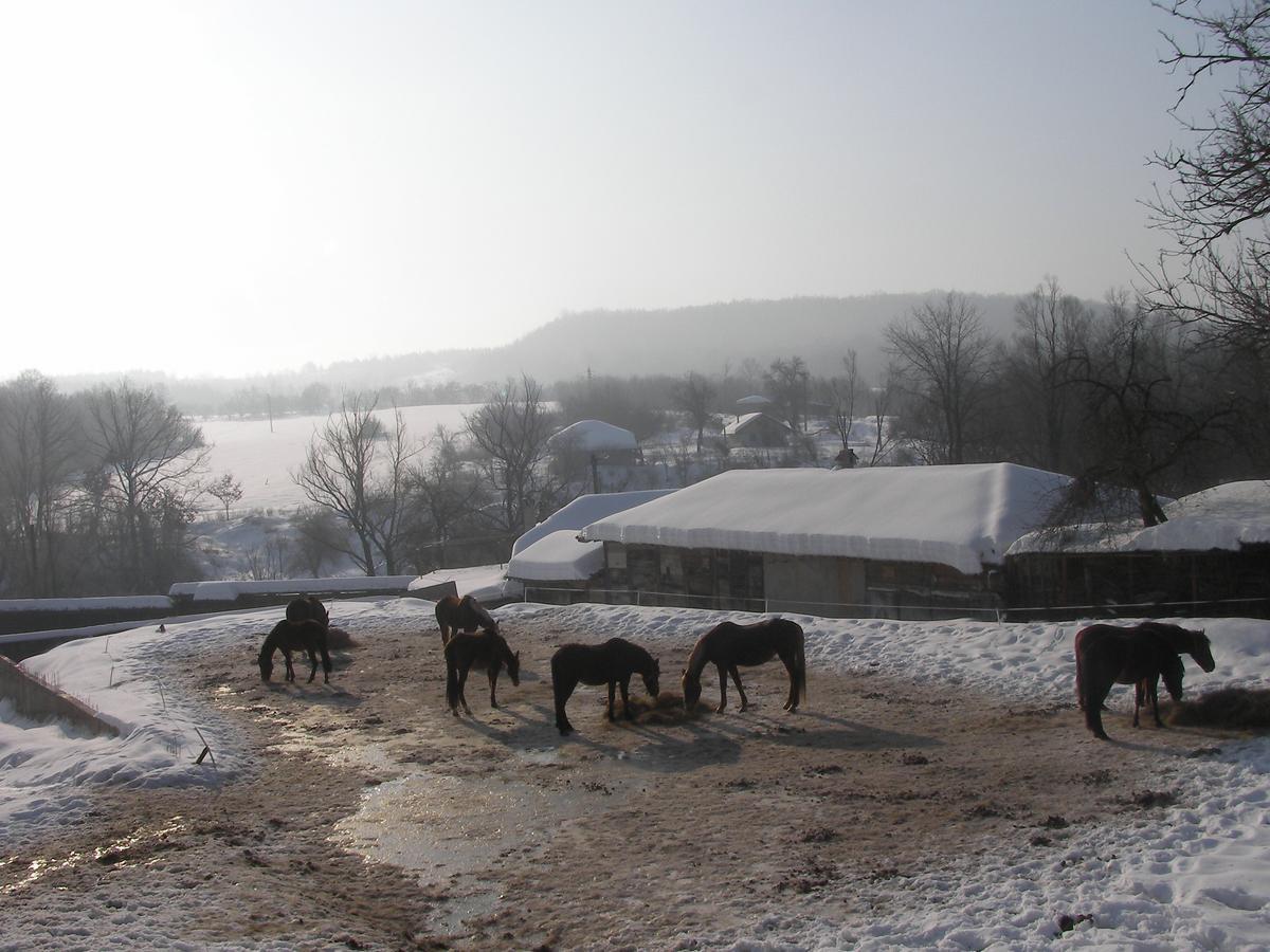 Ecopark Elena Hotel Екстериор снимка