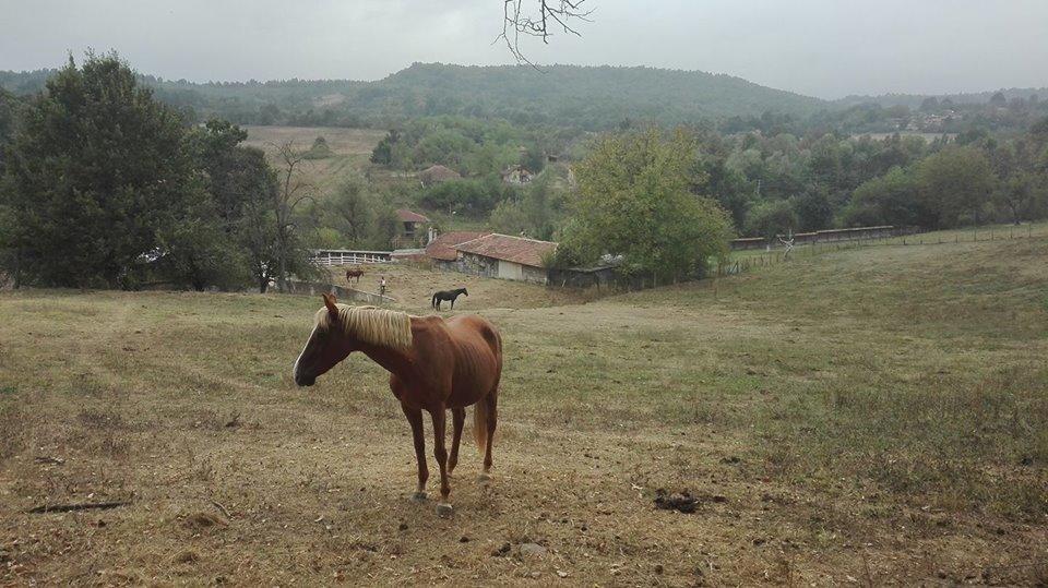 Ecopark Elena Hotel Екстериор снимка